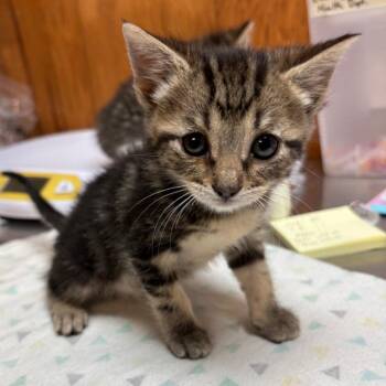 American Shorthair Cats Available for Adoption - Stuart | PetCurious