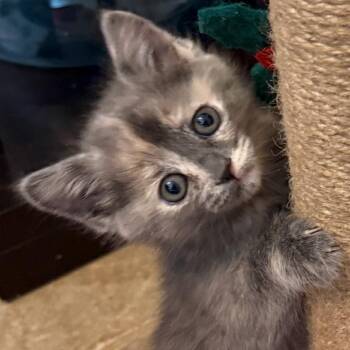 Domestic Short Hair Cats Available for Adoption in Las Vegas, Nevada - Kellie | PetCurious