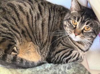Domestic Short Hair Cats Available for Adoption in Gillette, Wyoming - Mabel | PetCurious