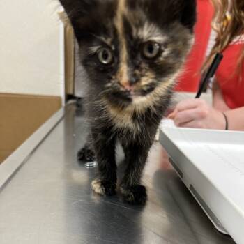 Rescue Domestic Short Hair Cats for Adoption in Pekin, Illinois - Windy | PetCurious