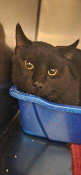 Rescue Domestic Short Hair Cats for Adoption in Burlington, Iowa - Batman | PetCurious