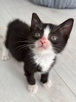Rescue Tuxedo Cats for Adoption in Miami, Florida - Oreo McFlurry | PetCurious