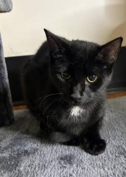 Wren -  Domestic Short Hair Cat for Adoption in Savannah, Georgia - Wren | PetCurious