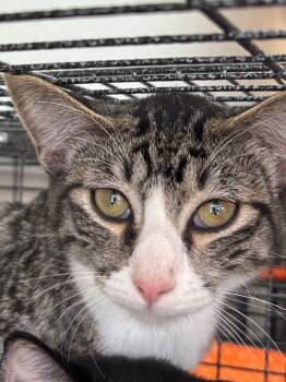 Rescue Domestic Short Hair Cats for Adoption in Midland, Texas - Clementine | PetCurious