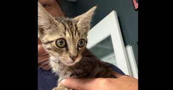 Beast fka Tyler -  Domestic Short Hair Cat for Adoption in Virginia Beach, Virginia - Beast Fka Tyler | PetCurious