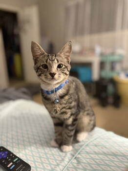 Rescue Tabby and Siamese Cats for Adoption in Rosenberg, Texas - Joseph | PetCurious