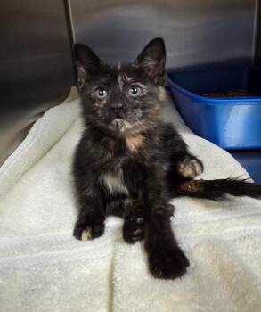 Beetle (Petsmart) -  Domestic Short Hair Cat for Adoption in Ocala, Florida - Beetle (Petsmart) | PetCurious