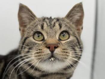 Mukowi -  Domestic Short Hair Cat for Adoption in Portland, Oregon - Mukowi | PetCurious