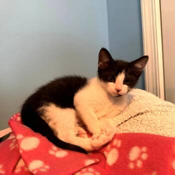Spotty -  Domestic Short Hair Cat for Adoption in Philadelphia, Pennsylvania - Spotty | PetCurious