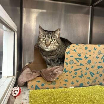 Zelda -  Domestic Short Hair and Mixed Breed Cat for Adoption in Goleta, California - Zelda | PetCurious
