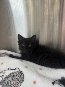 Mac N Cheese -  Domestic Short Hair Cat for Adoption in West Chester, Pennsylvania - Mac N Cheese | PetCurious