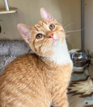 Rescue Domestic Short Hair Cats for Adoption in Webster, Wisconsin - Pistachio | PetCurious