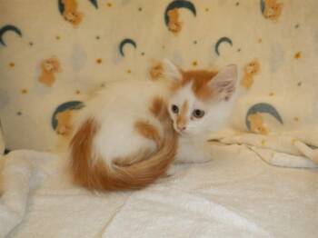 A1409515 -  Domestic Short Hair Cat for Adoption in San Jose, California - A1409515 | PetCurious