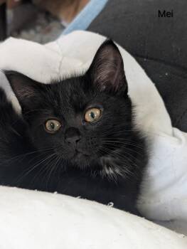 Domestic Medium Hair Cats Available for Adoption in Greenwood, Indiana - Mei | PetCurious