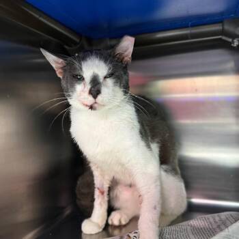 Domestic Short Hair Cats Available for Adoption in Pauls Valley, Oklahoma - Hughie | PetCurious