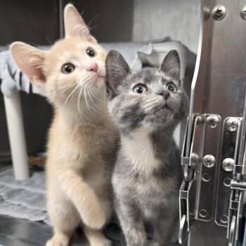 Muffinette -  Domestic Short Hair Cat for Adoption in Fort Wayne, Indiana - Muffinette | PetCurious