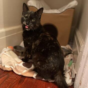 Domestic Short Hair Cats Available for Adoption in Puslinch, Ontario - Tori | PetCurious