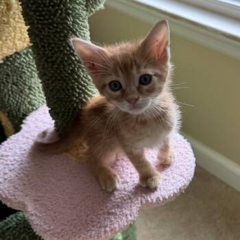 Karter -  Domestic Short Hair Cat for Adoption in Brownsboro, Alabama - Karter | PetCurious