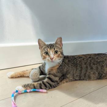 Shrimp -  Domestic Short Hair Cat for Adoption in Fort Worth, Texas - Shrimp | PetCurious