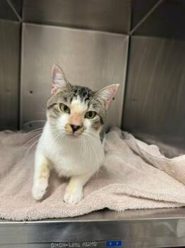 Robin -  Domestic Short Hair Cat for Adoption in Fayetteville, Arkansas - Robin | PetCurious