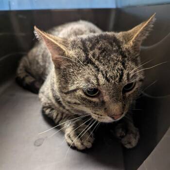 Ziggy -  Domestic Short Hair Cat for Adoption in Charlottesville, Virginia - Ziggy | PetCurious