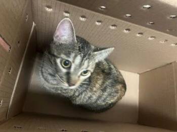 Domestic Short Hair Cats Available for Adoption in Wichita, Kansas - Cuddles | PetCurious