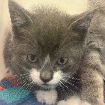 Kip 3525 -  Domestic Short Hair Cat for Adoption in Columbus, Georgia - Kip 3525 | PetCurious
