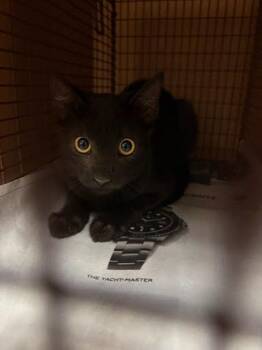 English Breakfast -  Domestic Short Hair Cat for Adoption in Austin, Texas - English Breakfast | PetCurious
