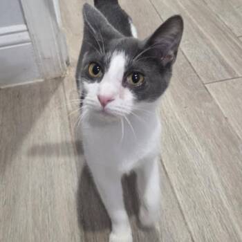 Peachy -  Domestic Short Hair Cat for Adoption in Philadelphia, Pennsylvania - Peachy | PetCurious