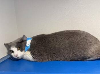 JOE -  Domestic Short Hair Cat for Adoption in Grand Prairie, Texas - JOE | PetCurious
