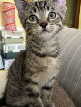 Lewis -  Domestic Short Hair Cat for Adoption in Kenosha, Wisconsin - Lewis | PetCurious