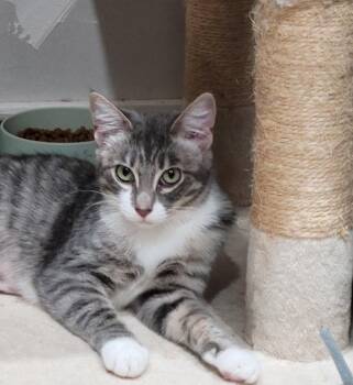 Rescue Domestic Short Hair and Tabby Cats for Adoption in San Jose, California - Bambi | PetCurious