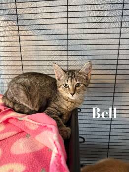 Bell -  Domestic Short Hair Cat for Adoption in Battle Creek, Michigan - Bell | PetCurious