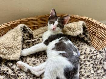 Vega -  Domestic Short Hair Cat for Adoption in Fountain Hills, Arizona - Vega | PetCurious
