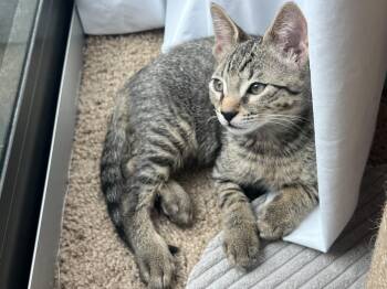 Milo  -  Tabby Cat Available for Adoption in Boca Raton, Florida - Milo  | PetCurious