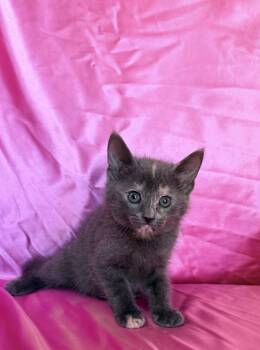 MIRA -  Domestic Short Hair Cat for Adoption in Rowland Heights, California - MIRA | PetCurious