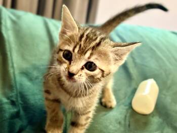 Lulu -  Tabby Cat for Adoption in Mauldin, South Carolina - Lulu | PetCurious