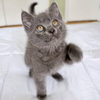 Sriracha -  Domestic Medium Hair Cat for Adoption in Fort Collins, Colorado - Sriracha | PetCurious