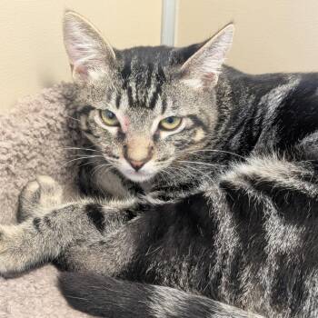 Boch -  Domestic Short Hair Cat for Adoption in Sonoma, California - Boch | PetCurious