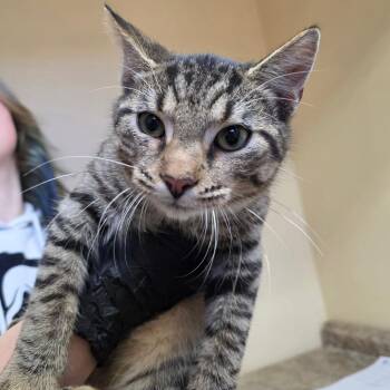 Linx -  Domestic Short Hair Cat for Adoption in Corinth, Mississippi - Linx | PetCurious