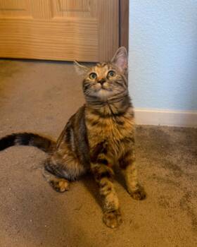 Nutmeg -  Domestic Medium Hair Cat for Adoption in Reno, Nevada - Nutmeg | PetCurious