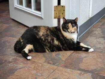 Domestic Short Hair Cats Available for Adoption - Patty | PetCurious