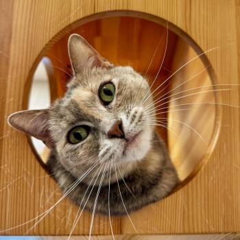 Domestic Short Hair Cats Available for Adoption in Franklin, Tennessee - Stella | PetCurious
