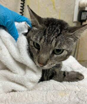 Domestic Short Hair Cats Available for Adoption - Kahana | PetCurious