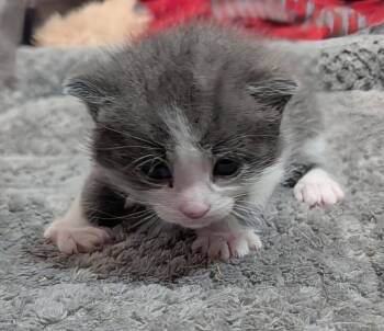Charles 3.25.26 -  Domestic Short Hair Cat for Adoption in Apopka, Florida - Charles 3.25.26 | PetCurious