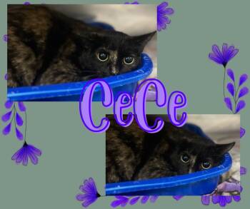 Rescue Domestic Short Hair Cats for Adoption in Hopkinsville, Kentucky - CeCe | PetCurious