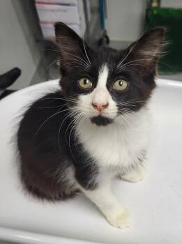 If-3 Pugsley -  Domestic Medium Hair Cat for Adoption in Lawrenceville, Georgia - If-3 Pugsley | PetCurious