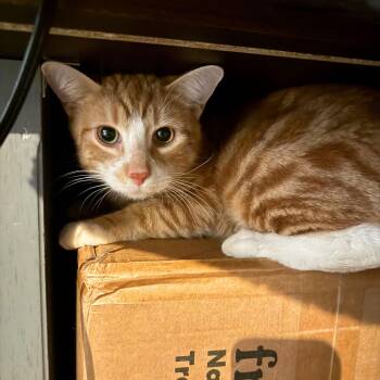 Domestic Short Hair Cats Available for Adoption - Rolloff | PetCurious