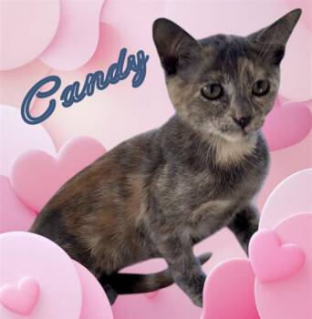 CANDY -  Domestic Short Hair Cat for Adoption in Visalia, California - CANDY | PetCurious