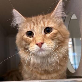 Liam -  Domestic Long Hair Cat for Adoption in Gloucester, Virginia - Liam | PetCurious